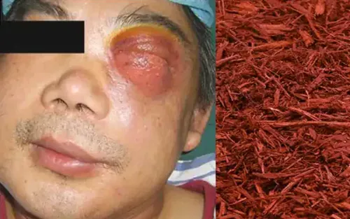 wood dust from mulch centers produce cancer